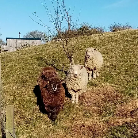 Meadowbeck - Shepherd Huts